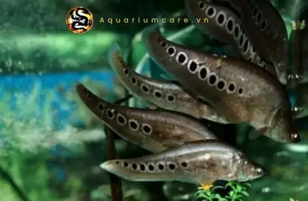 Cá Nàng Hai (cá Thác Lác) - Vi Sinh Cá Cảnh Aquarium Care