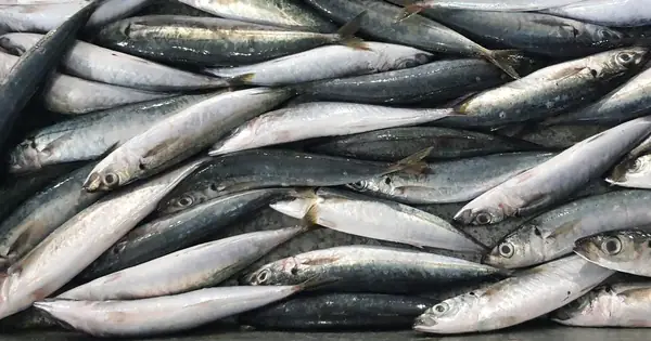 Cao Thủ Ẩm Thực Mách 4 Loại Cá "tinh Hoa": Ít Xương, Thịt Mềm, Không ...