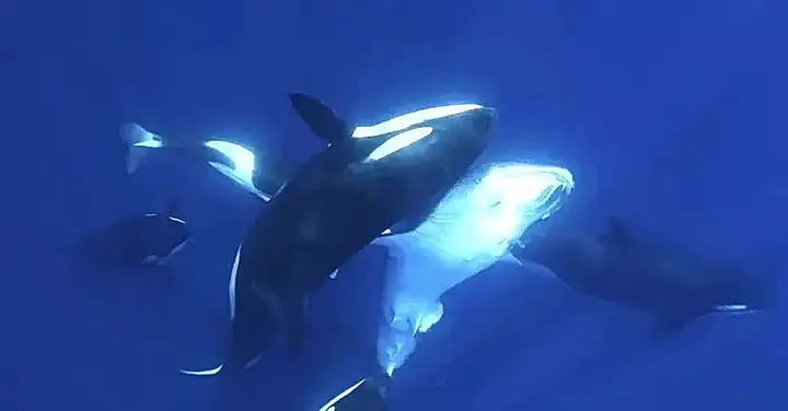 'sát Thủ' Nguy Hiểm Nhất Đại Dương Đụng Độ Loài Cá Lớn Nhất Hành ...