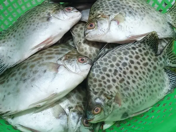 Cá Nâu Mua Ở Đâu? Cẩm Nang Từ A-z Về Đặc Sản Hải Sản Ngon - Bổ - Rẻ Cá Nâu Mua Ở Đâu? Cẩm Nang Từ A-z Về Đặc Sản Hải Sản Ngon - Bổ - Rẻ