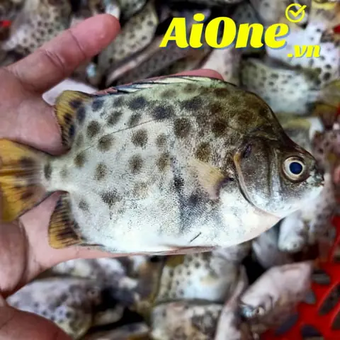 Cá Nâu Mua Ở Đâu? Cẩm Nang Từ A-z Về Đặc Sản Hải Sản Ngon - Bổ - Rẻ Cá Nâu Mua Ở Đâu? Cẩm Nang Từ A-z Về Đặc Sản Hải Sản Ngon - Bổ - Rẻ