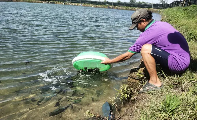 Sinh Sản Nhân Tạo Thành Công Hơn 20.000 Con Giống Cá Nâu Đặc Sản