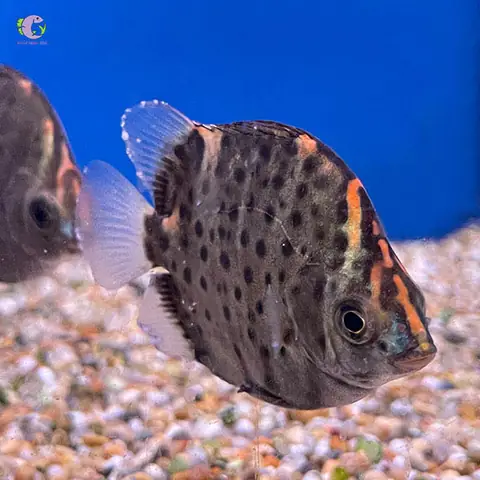 Cá Nâu Nước Ngọt: Hướng Dẫn Toàn Tập Từ A-z