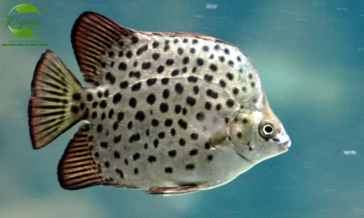 Cá Nâu Là Cá Gì? Tìm Hiểu Thông Tin Về Cá Nâu Cá Nâu Là Cá Gì? Tìm Hiểu Thông Tin Về Cá Nâu