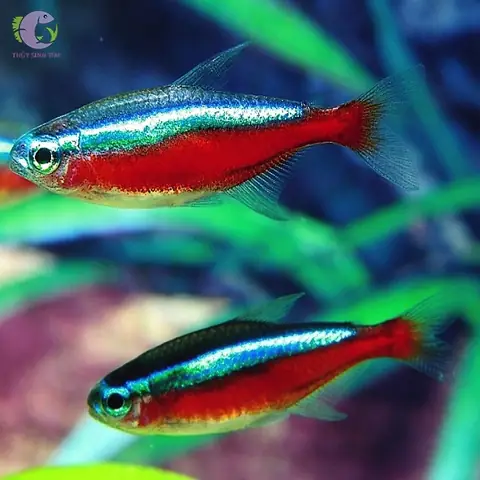 Cá Nê Ông Vua Là Ai? Huyền Thoại Vị Vua Cá Nê Và Những Điều Ít Biết