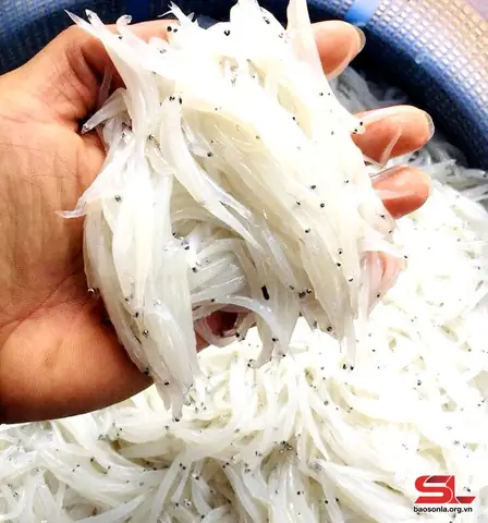 Cá Nến Sông Đà Cá Nến Sông Đà