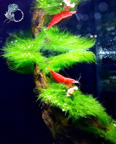 Cá Neon Ăn Tép: Những Điều Cần Biết Về Mối Quan Hệ Thức Ăn Trong Bể Cá