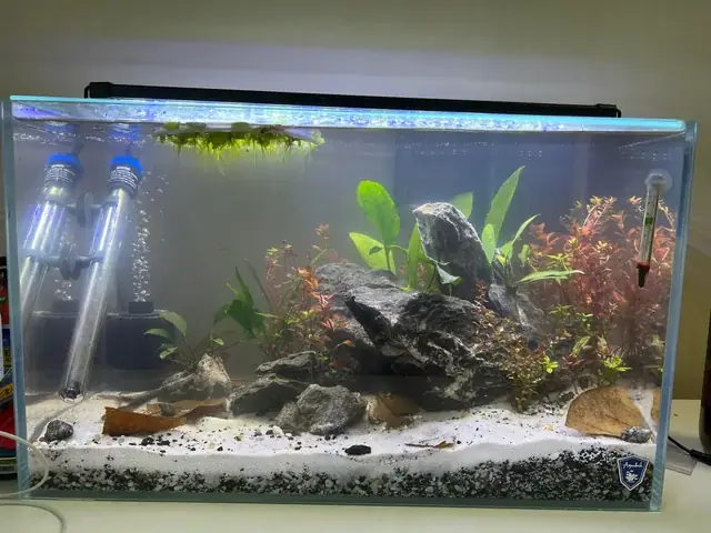 Cá Neon Ăn Tép: Những Điều Cần Biết Về Mối Quan Hệ Thức Ăn Trong Bể Cá