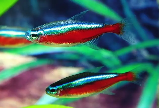 Kinh Nghiệm Và Kỹ Thuật Cho Cá Neon Sinh Sảnn - Thái Hoà Aquarium