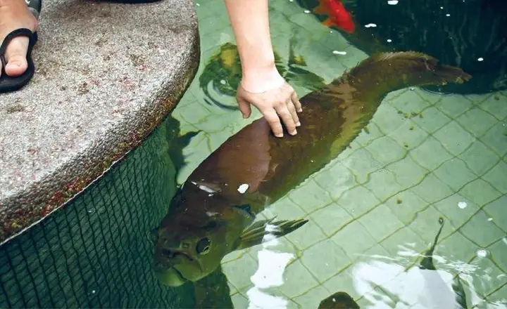 Cá Ngân Long Khủng: Loài Cá Gì Mà Gây Sốt Mạng Xã Hội?