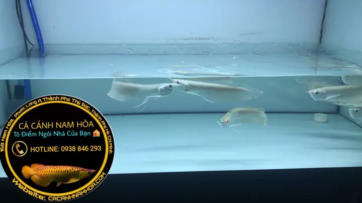 Ngân Long Size 20-25cm Liên Hệ: 0938846293 - Cá Cảnh Nam Hoa