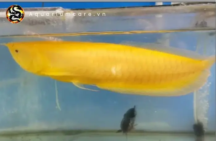 Cá Ngân Long Vàng: Đặc Điểm, Ý Nghĩa Phong Thủy Và Kỹ Thuật Nuôi Chuẩn