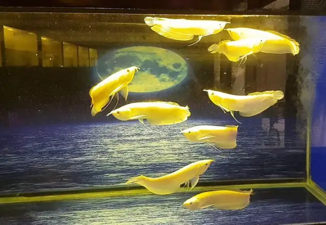 Cá Ngân Long Vàng: Đặc Điểm, Ý Nghĩa Phong Thủy Và Kỹ Thuật Nuôi Chuẩn