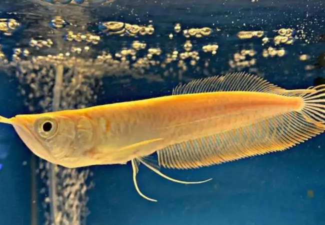 Cá Ngân Long Vàng: Đặc Điểm, Ý Nghĩa Phong Thủy Và Kỹ Thuật Nuôi Chuẩn