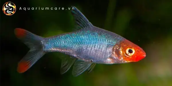 Yêu Cầu Môi Trường Sống Lý Tưởng Cho Cá Ngạnh Mũi Đỏ