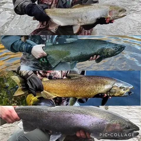 Cá Ngao Là Cá Gì? Tổng Quan Về Đặc Điểm, Môi Trường Sống Và Giá Trị Dinh Dưỡng