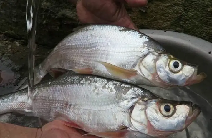 Cá Ngao Là Cá Gì? Tổng Quan Về Đặc Điểm, Môi Trường Sống Và Giá Trị Dinh Dưỡng