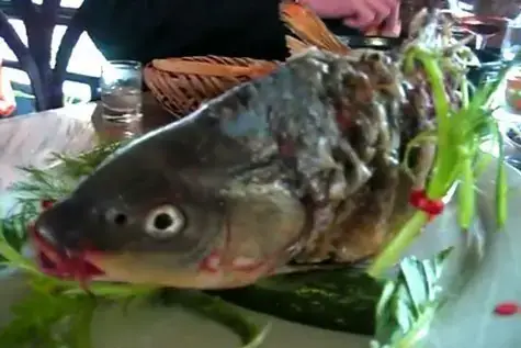 Tại Sao Cá Lại Ngáp? Khác Biệt Với Ngáp Ở Con Người