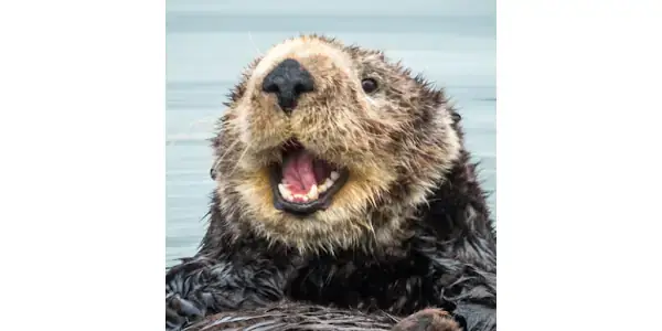 Các Nguyên Nhân Phổ Biến Khiến Cá Ngáp Liên Tục