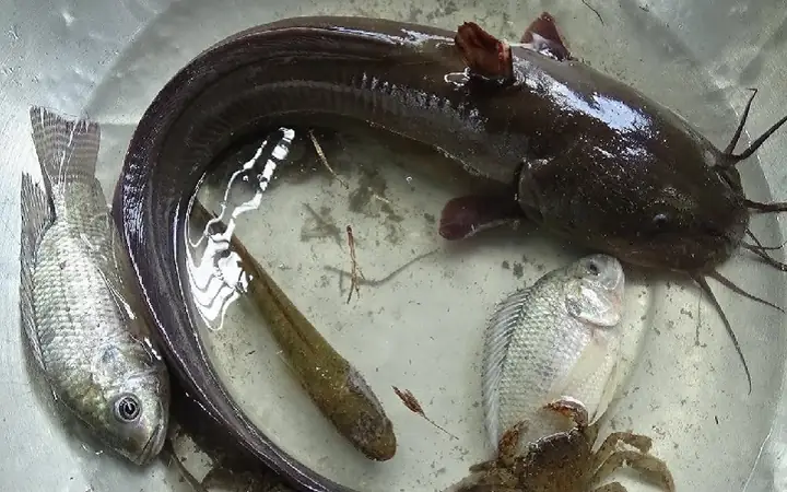 Cá Ngát Đuôi Lươn Là Cá Gì? Đặc Điểm, Môi Trường Sống Và Các Món Ngon Từ Cá Ngát