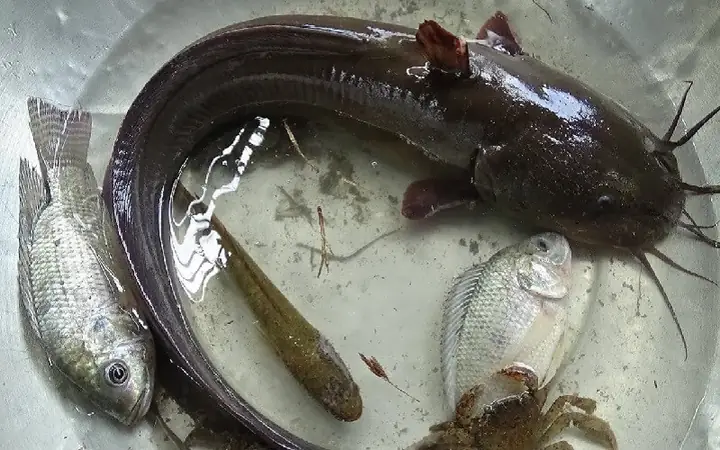 Cá Ngát Đuôi Lươn Là Cá Gì? Đặc Điểm, Môi Trường Sống Và Các Món Ngon Từ Cá Ngát