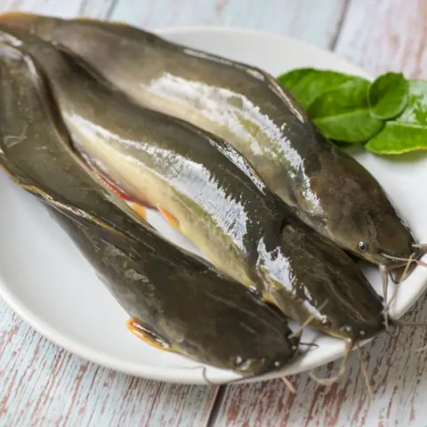 Cá Ngát Sống Ở Việt Nam Không