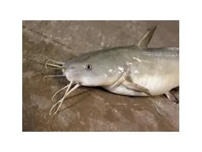 Cá Ngát Sống Ở Sông Hay Hồ