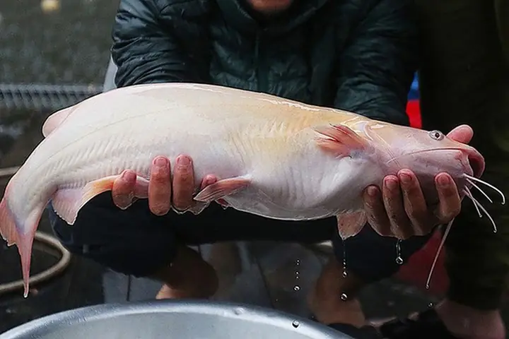 Loại Cá Lăng Phổ Biến Và Mẹo Phân Biệt Cá Lăng Với Cá Trê