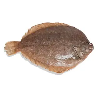 Cá Ngộ In English: Khám Phá Thế Giới Động Vật Cảnh Dưới Góc Nhìn Khoa Học