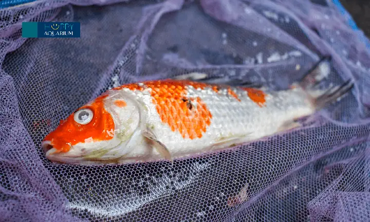 Đốt Amoniac Trên Cá Trông Như Thế Nào ?