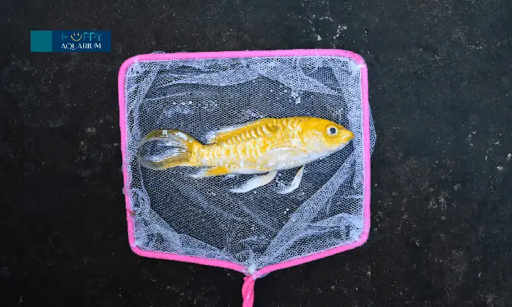 Thực Hiện Thay Nước Thường Xuyên Và Vệ Sinh Bể