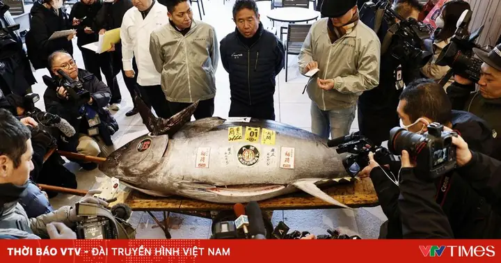 Kỷ Lục Cá Ngừ Khổng Lồ Được Bán Với Giá 33 Tỷ Đồng