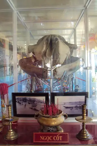 Cá Ngư Ông Là Gì