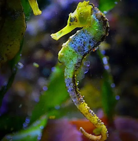 Cá Ngựa Ăn Bao Nhiêu Lần?