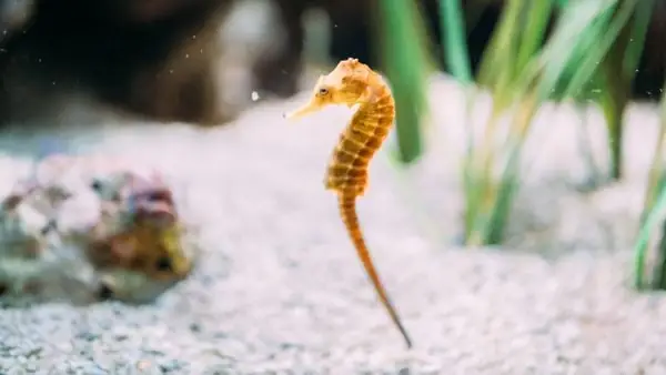 Cá Ngựa Trong Hồ Cá Cần Ăn Gì?