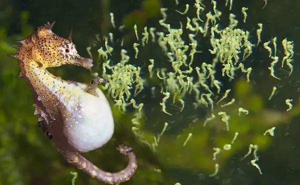 Cá Ngựa Có Ăn Thịt Con Của Chúng Không?