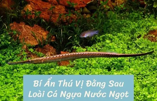 Cá Ngựa Cảnh Nước Ngọt: Sinh Thái Học Và Kỹ Thuật Nuôi Hiệu Quả Cá Ngựa Cảnh Nước Ngọt: Sinh Thái Học Và Kỹ Thuật Nuôi Hiệu Quả