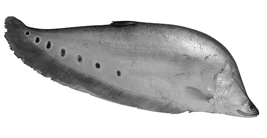 Cá Ngựa Miền Tây