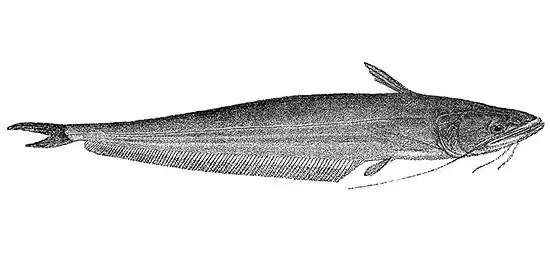 Cá Ngựa Miền Tây