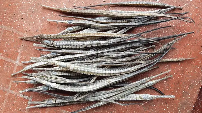 Cá Ngựa Mõm Dài