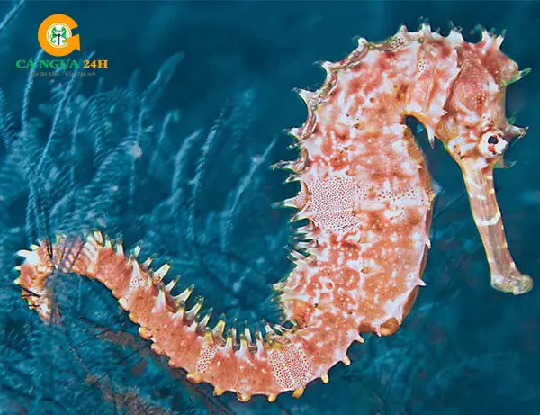 Cá Ngựa Nuôi Kiểng: Toàn Cảnh Kỹ Thuật Chọn, Thiết Lập Bể Và Chăm Sóc