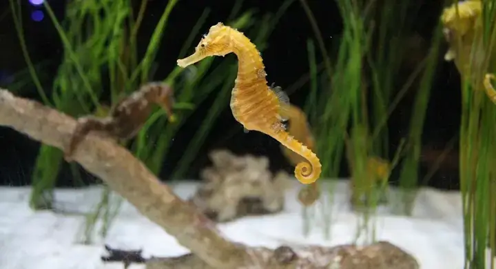 Tại Sao Cá Ngựa Lại Là Thú Cưng Độc Đáo Và Khó Nuôi?