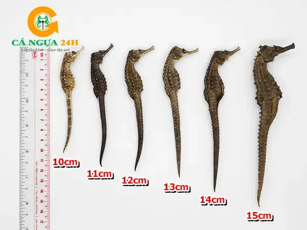 Nguồn Gốc Và Xuất Xứ Nguồn Gốc Và Xuất Xứ