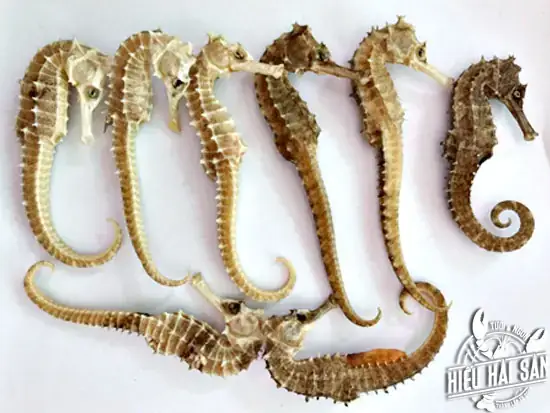 Giá Cá Ngựa Ở Các Thành Phố Lớn Giá Cá Ngựa Ở Các Thành Phố Lớn