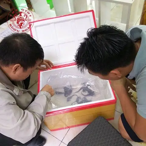 Video Cá Ngựa Sống Còn Bơi Tại Thegioiruoungam.com