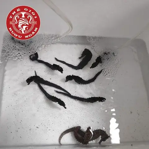 Cá Ngựa Sống Hiện Nay Giá Bao Nhiêu?