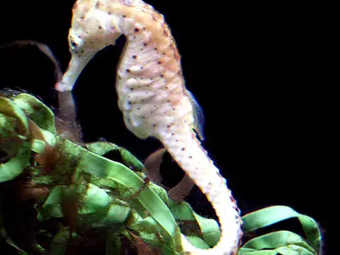 Cá Ngựa Thân Trắng: Bí Mật Về Loài Cá Đắt Giá Và Hiếm Gặp Ở Việt Nam Cá Ngựa Thân Trắng: Bí Mật Về Loài Cá Đắt Giá Và Hiếm Gặp Ở Việt Nam