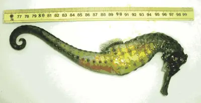 Vụ Việc Được Phát Hiện Sáng Qua 27-3 Tại Viện Hải Dương Học (nha Trang). Một Cán Bộ Của Viện Cho Biết: Khu Vực Nuôi Cá Ngựa Thân Trắng Được Rào Bằng Lưới B40, Nằm Ngay Bên Bờ Biển, Trong Khuôn Viên Của Viện. Khoảng 7 Giờ 30, Công Nhân Chăm Sóc Cá Phát Hiện Cá Ngựa Thân Trắng Bị Mất. Vụ Việc Được Phát Hiện Sáng Qua 27-3 Tại Viện Hải Dương Học (nha Trang). Một Cán Bộ Của Viện Cho Biết: Khu Vực Nuôi Cá Ngựa Thân Trắng Được Rào Bằng Lưới B40, Nằm Ngay Bên Bờ Biển, Trong Khuôn Viên Của Viện. Khoảng 7 Giờ 30, Công Nhân Chăm Sóc Cá Phát Hiện Cá Ngựa Thân Trắng Bị Mất.