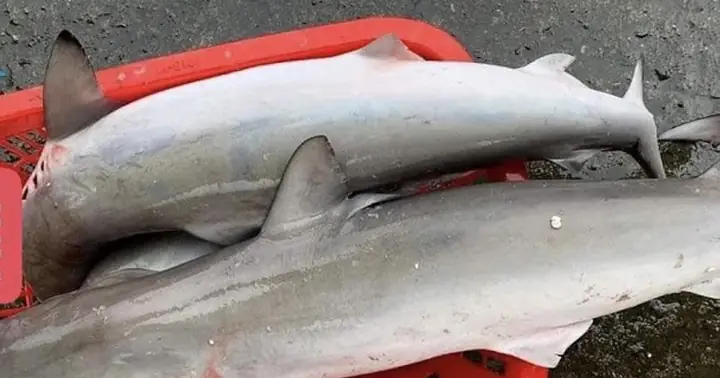 Cảnh Báo Hành Vi Khai Thác Và Mua Bán Trái Phép Cá Mập Đầu Búa