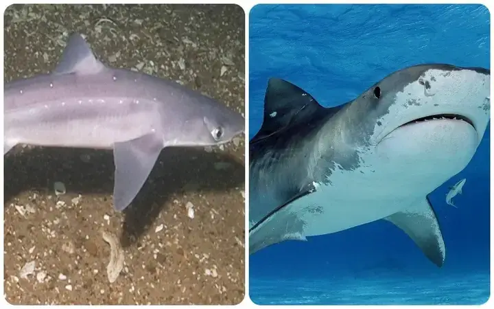 Các Loài Cá Mập Nguy Hiểm Nhất